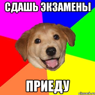 сдашь экзамены приеду, Мем Advice Dog