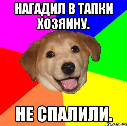 нагадил в тапки хозяину. не спалили., Мем Advice Dog