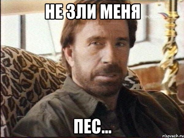 не зли меня пес...