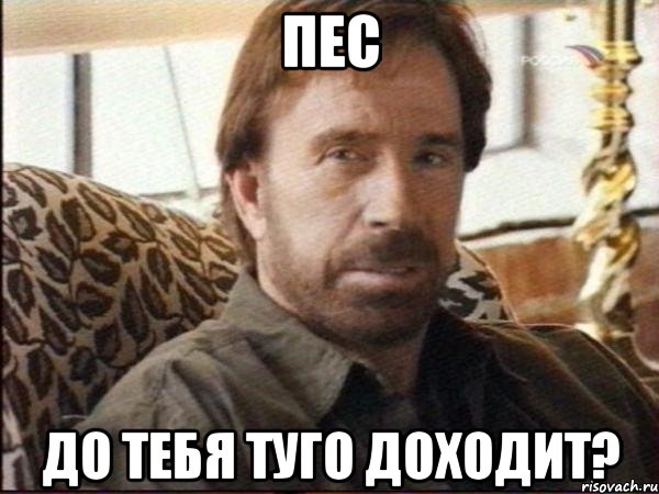 пес до тебя туго доходит?