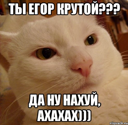 ты егор крутой??? да ну нахуй, ахахах))), Мем Дерзкий котэ