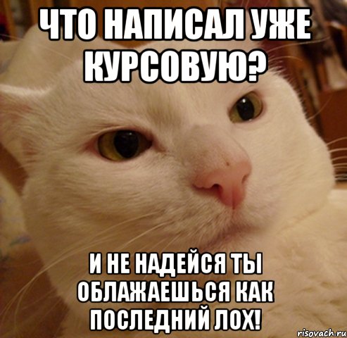 что написал уже курсовую? и не надейся ты облажаешься как последний лох!, Мем Дерзкий котэ