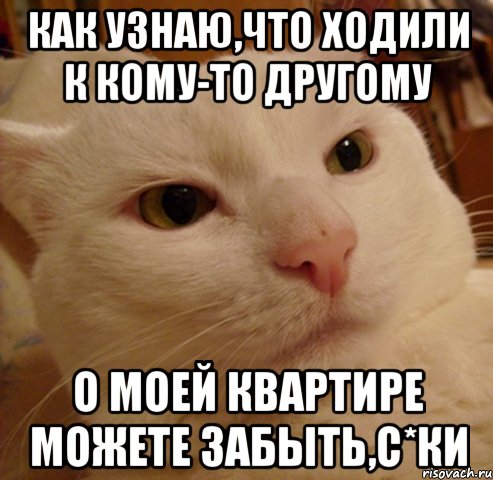 как узнаю,что ходили к кому-то другому о моей квартире можете забыть,с*ки, Мем Дерзкий котэ