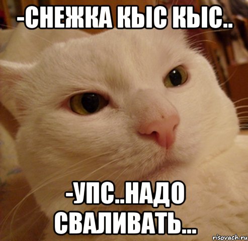 -снежка кыс кыс.. -упс..надо сваливать..., Мем Дерзкий котэ