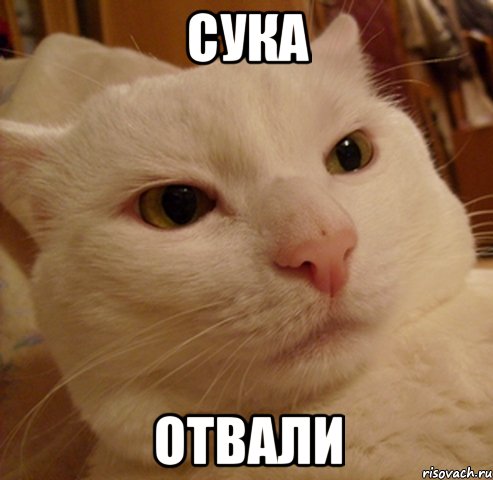 сука отвали, Мем Дерзкий котэ