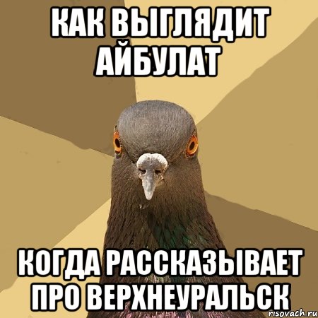 как выглядит айбулат когда рассказывает про верхнеуральск, Мем голубь