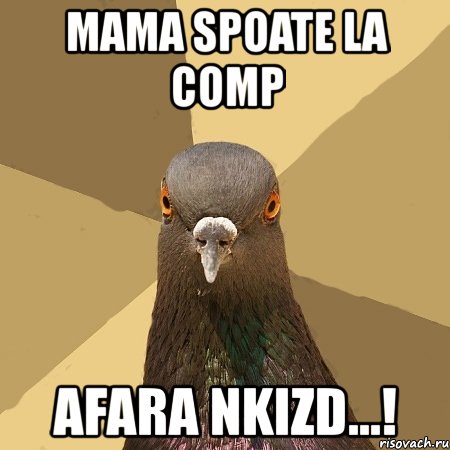 mama spoate la comp afara nkizd...!, Мем голубь