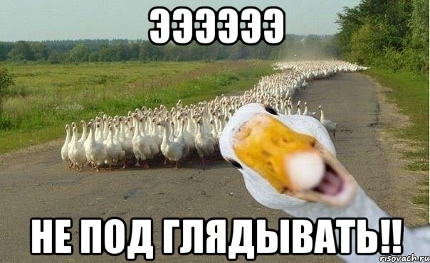 ээээээ не под глядывать!!, Мем гуси