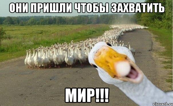 они пришли чтобы захватить мир!!!, Мем гуси