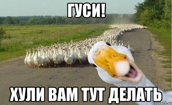 гуси! хули вам тут делать, Мем гуси