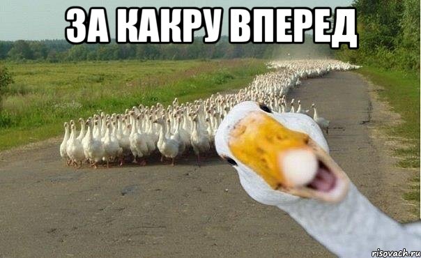 за какру вперед 