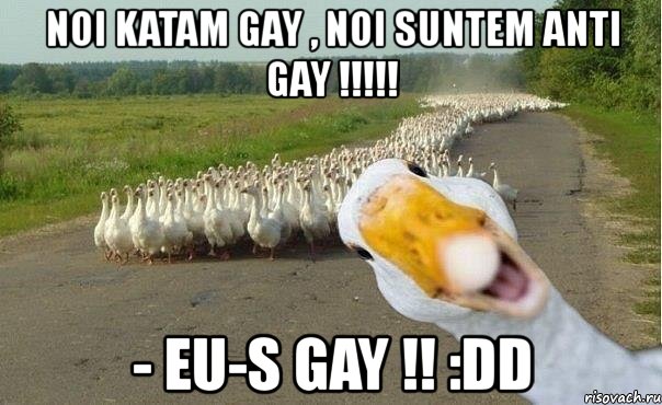 noi katam gay , noi suntem anti gay !!! - eu-s gay !! :dd, Мем гуси