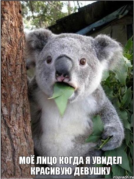Моё лицо когда я увидел красивую девушку, Комикс коала