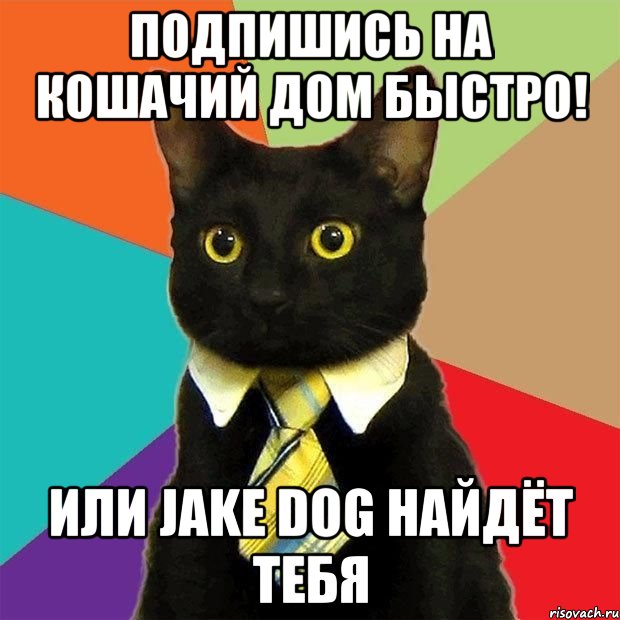 подпишись на кошачий дом быстро! или jake dog найдёт тебя, Мем  Кошечка