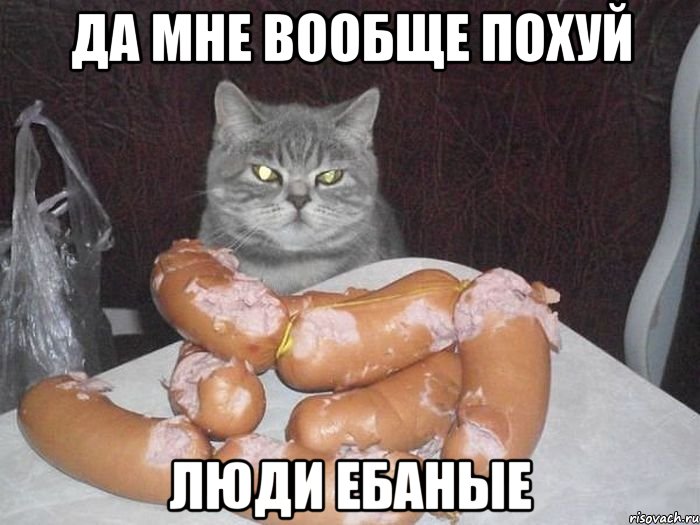 да мне вообще похуй люди ебаные, Мем Кот пофигист