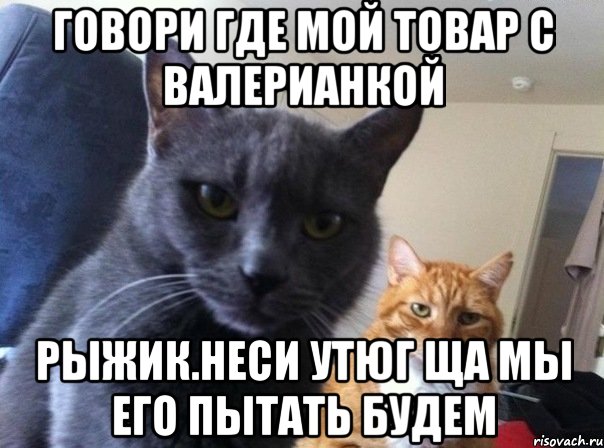 говори где мой товар с валерианкой рыжик.неси утюг ща мы его пытать будем, Мем  Два котэ