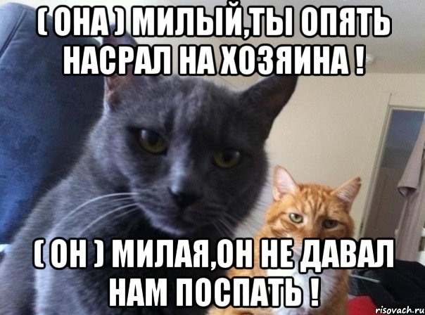 ( она ) милый,ты опять насрал на хозяина ! ( он ) милая,он не давал нам поспать !, Мем  Два котэ