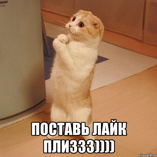  поставь лайк плиззз)))), Мем  котэ молится