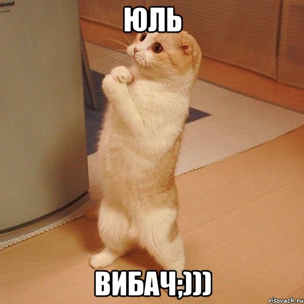 юль вибач;))), Мем  котэ молится