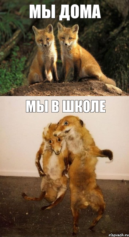 Мы дома Мы в школе, Комикс Лисицы