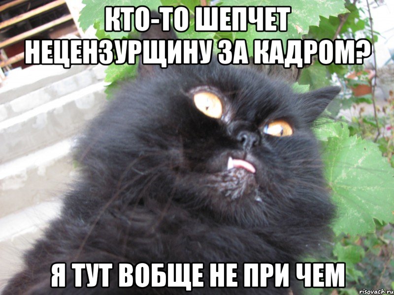 кто-то шепчет нецензурщину за кадром? я тут вобще не при чем, Мем Невиновный кот