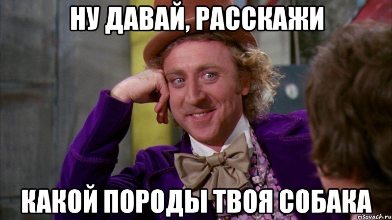 ну давай, расскажи какой породы твоя собака, Мем Ну давай расскажи (Вилли Вонка)