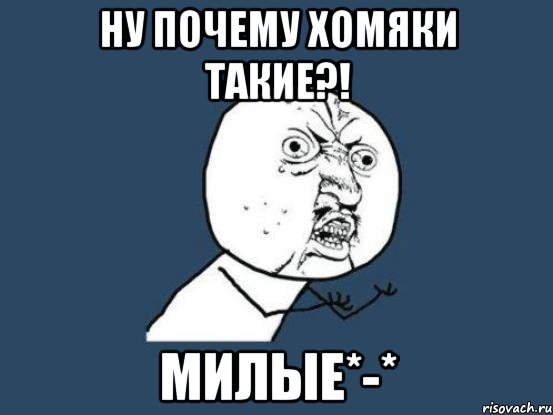 ну почему хомяки такие?! милые*-*, Мем Ну почему