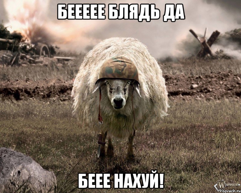 беееее блядь да беее нахуй!, Мем Овца