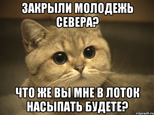 закрыли молодежь севера? что же вы мне в лоток насыпать будете?, Мем Пидрила ебаная котик