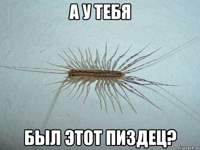 а у тебя был этот пиздец?, Мем сраконожка