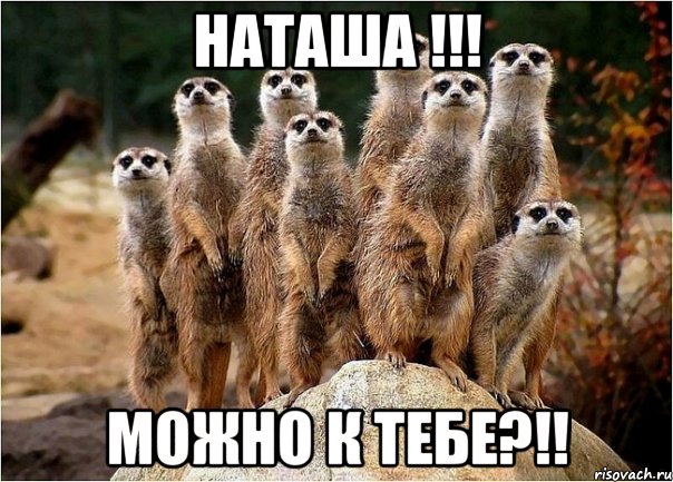 наташа !!! можно к тебе?!!, Мем сурикаты