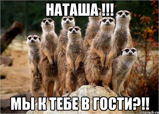 наташа !!! мы к тебе в гости?!!, Мем сурикаты