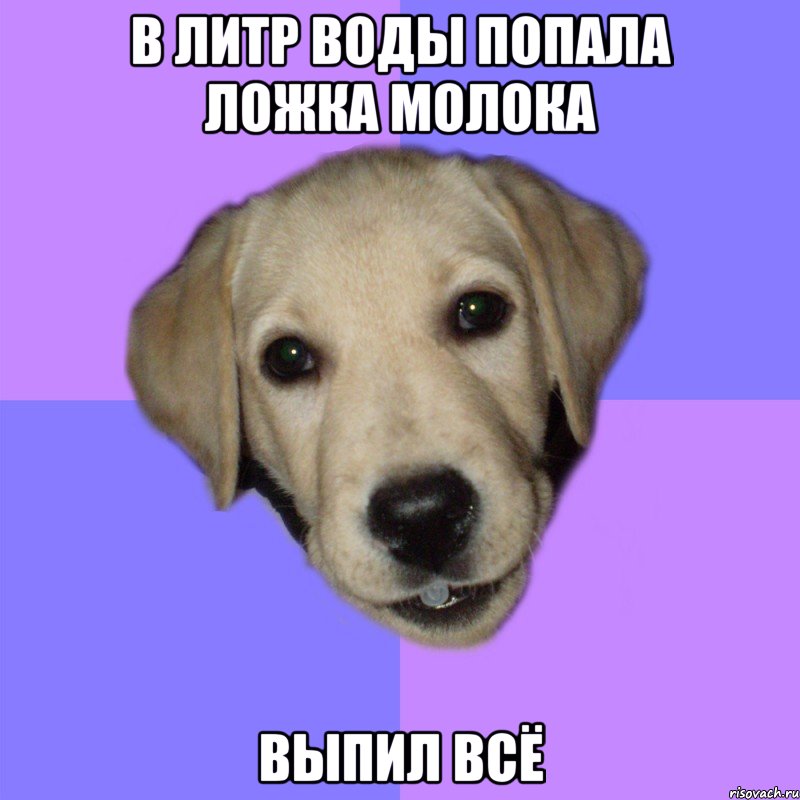 в литр воды попала ложка молока выпил всё, Мем Типичный щенок лабрадора