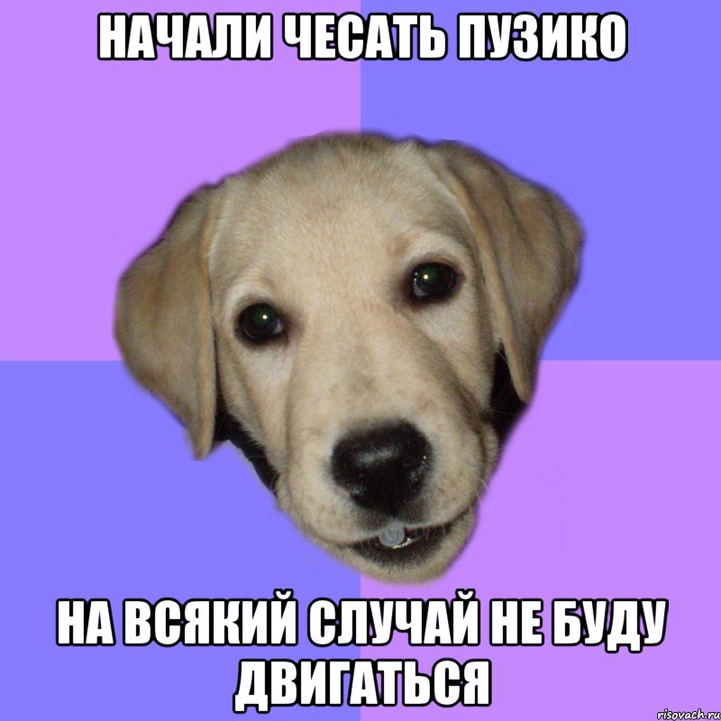 начали чесать пузико на всякий случай не буду двигаться, Мем Типичный щенок лабрадора