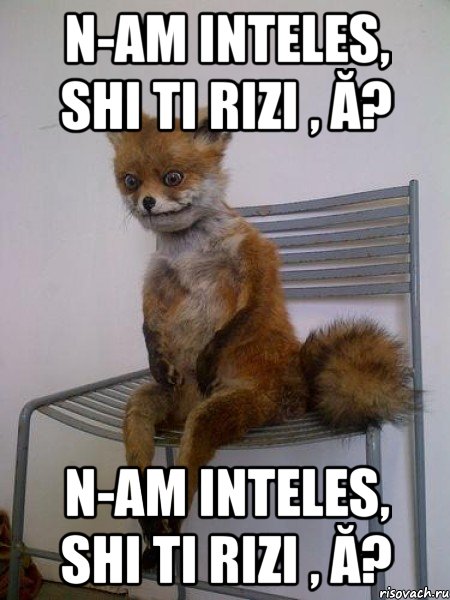 n-am inteles, shi ti rizi , ă? n-am inteles, shi ti rizi , ă?, Мем Упоротая лиса