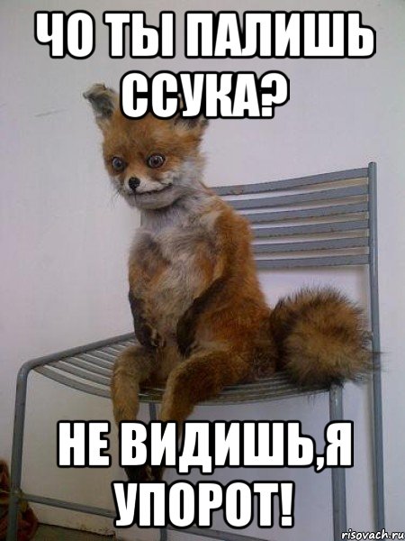 чо ты палишь ссука? не видишь,я упорот!, Мем Упоротая лиса