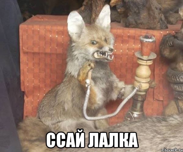  ссай лалка