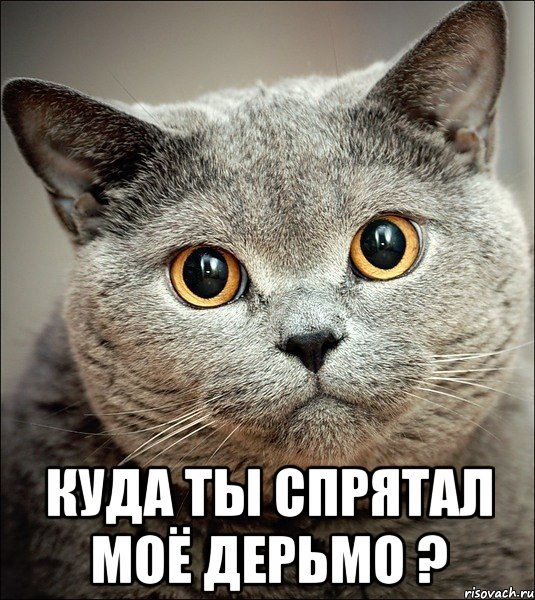  куда ты спрятал моё дерьмо ?, Мем  ы