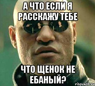 а что если я расскажу тебе что щенок не ебаный?, Мем  а что если я скажу тебе