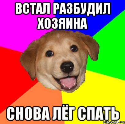 встал разбудил хозяина снова лёг спать, Мем Advice Dog