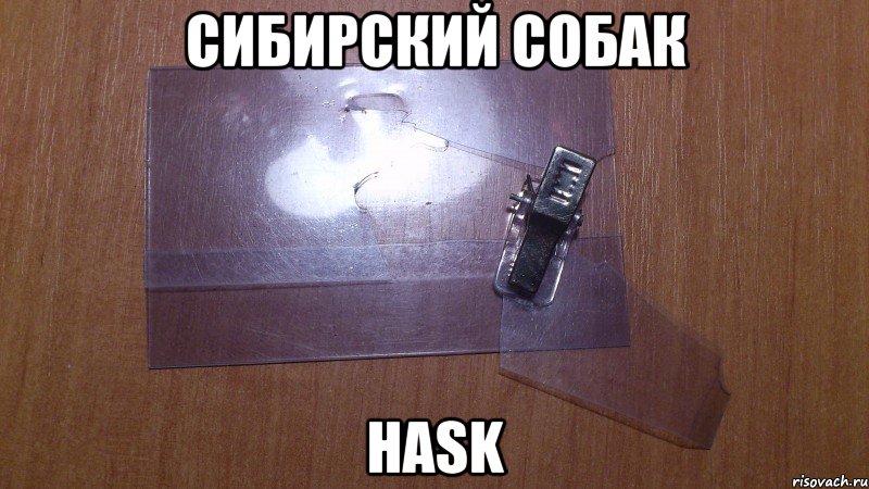 сибирский собак hask