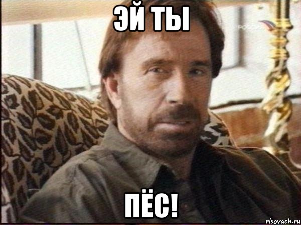эй ты пёс!