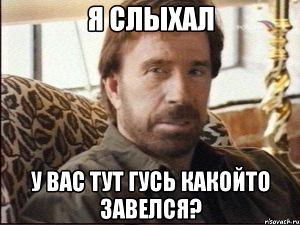 я слыхал у вас тут гусь какойто завелся?