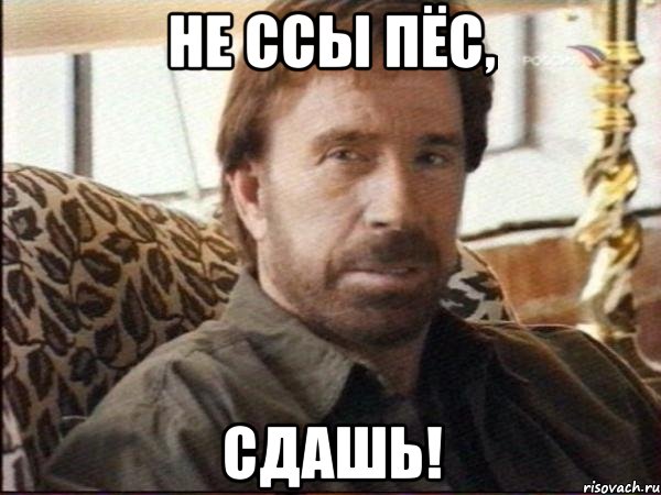 не ссы пёс, сдашь!