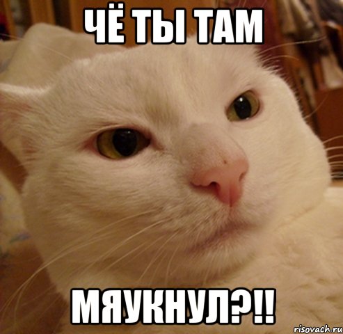 чё ты там мяукнул?!!, Мем Дерзкий котэ