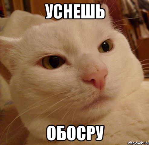 уснешь обосру, Мем Дерзкий котэ