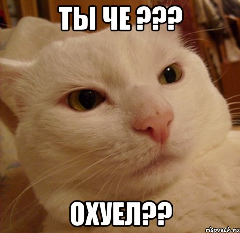 ты че ??? охуел??, Мем Дерзкий котэ