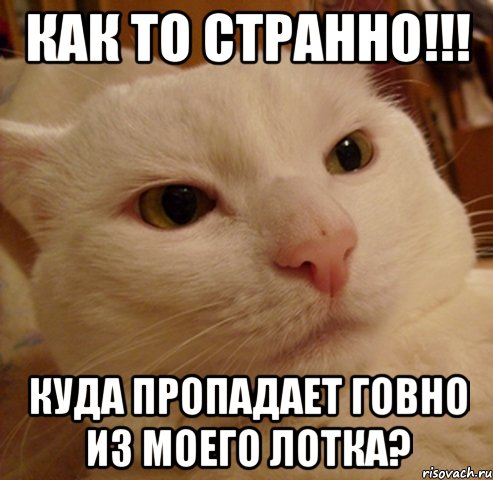 как то странно!!! куда пропадает говно из моего лотка?, Мем Дерзкий котэ