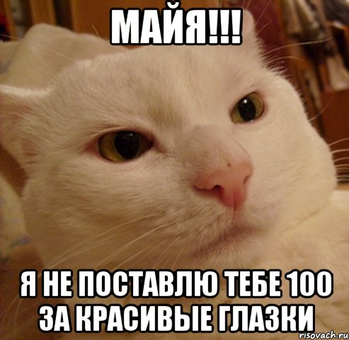 майя!!! я не поставлю тебе 100 за красивые глазки, Мем Дерзкий котэ