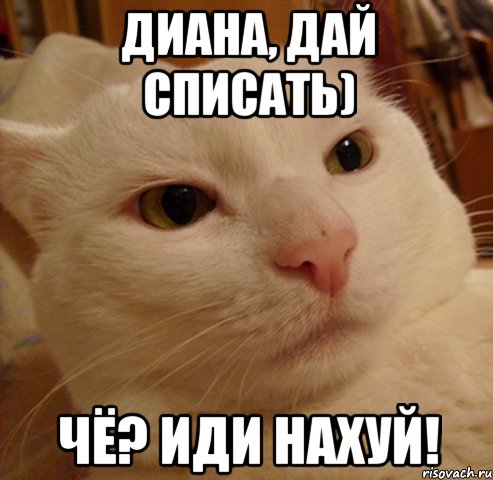 диана, дай списать) чё? иди нахуй!, Мем Дерзкий котэ